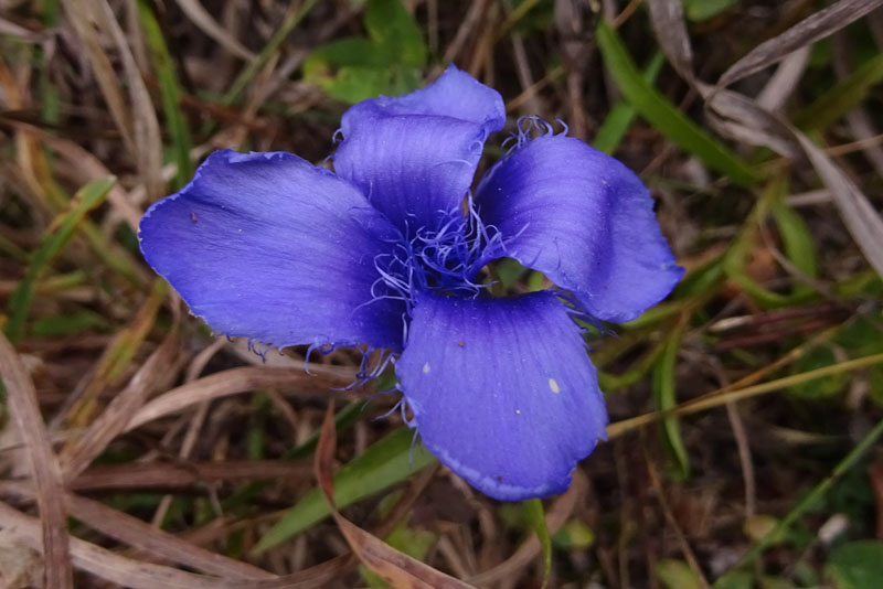 Gentianopsis ciliata - Gentianaceae